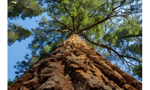 Anadolu'nun Kutsal Ağacı: ARDIÇ